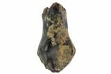 Rooted Fossil Ankylosaur Tooth - Montana #97502-1